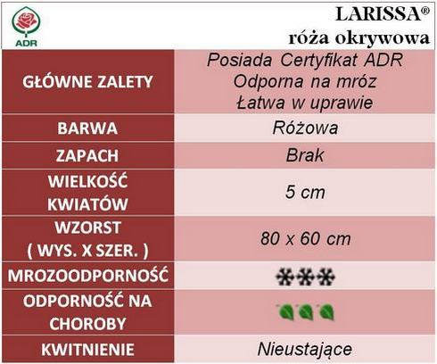 Larissa róża okrywowa gł. zal